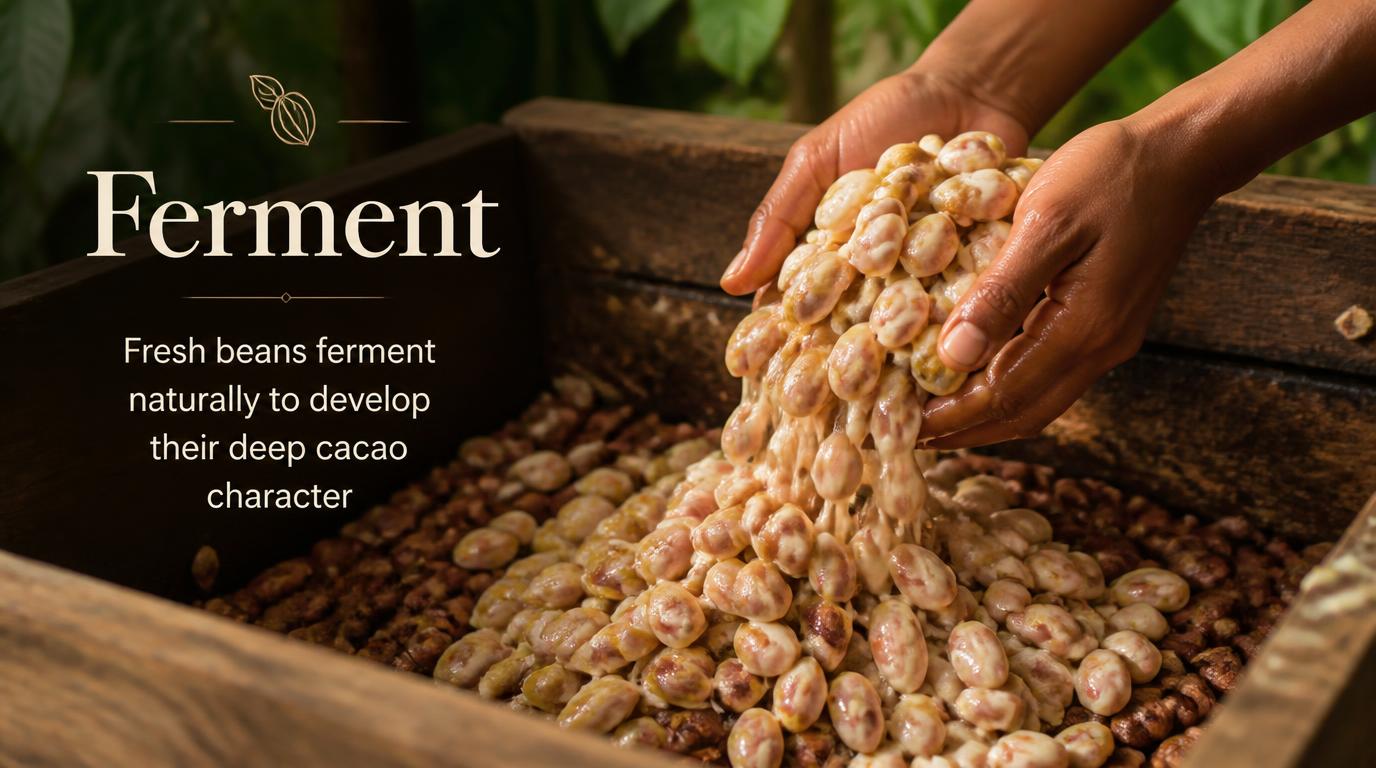 Ferment stage of the DarkCharm cacao journey